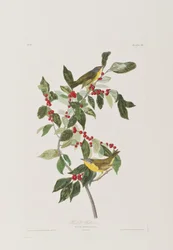 Birds of America」のイラスト