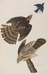 Birds of America」のイラスト