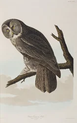 Birds of America」のイラスト