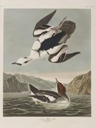 Birds of America」のイラスト