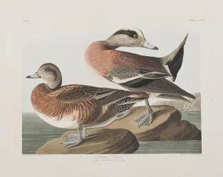 Birds of America」のイラスト
