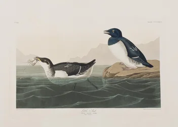 Birds of America」のイラスト