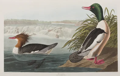 Birds of America」のイラスト