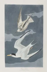 Birds of America」のイラスト