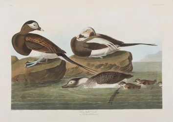 Birds of America」のイラスト