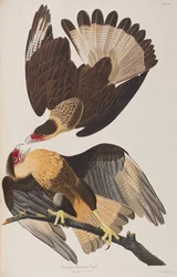 Birds of America」のイラスト
