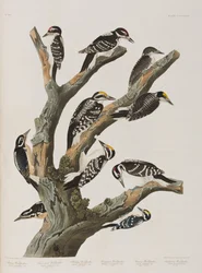 Birds of America」のイラスト