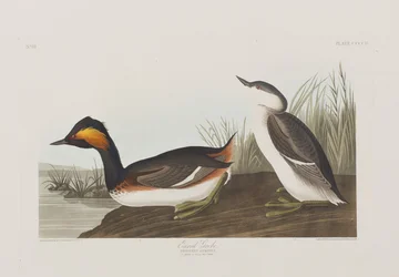 Birds of America」のイラスト