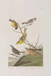 Birds of America」のイラスト