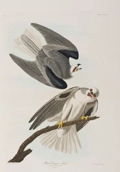 Birds of America」のイラスト