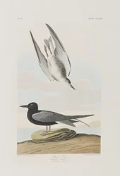 Birds of America」のイラスト