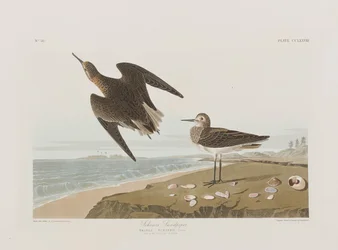 Birds of America」のイラスト