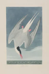 Birds of America」のイラスト