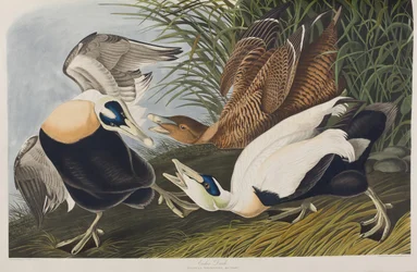 Birds of America」のイラスト
