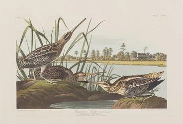 Birds of America」のイラスト