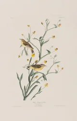 Birds of America」のイラスト
