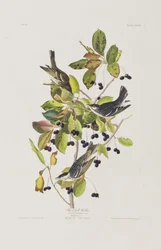 Birds of America」のイラスト