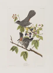 Birds of America」のイラスト
