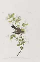 Birds of America」のイラスト