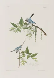 Birds of America」のイラスト