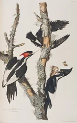 Birds of America」のイラスト