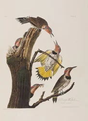 Birds of America」のイラスト