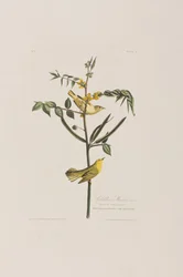 Birds of America」のイラスト