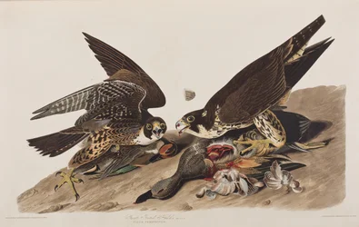 Birds of America」のイラスト