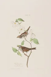 Birds of America」のイラスト