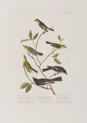 Birds of America」のイラスト