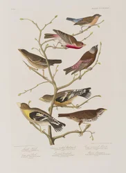 Birds of America」のイラスト