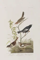 Birds of America」のイラスト