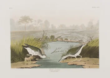 Birds of America」のイラスト