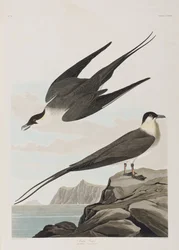 Birds of America」のイラスト