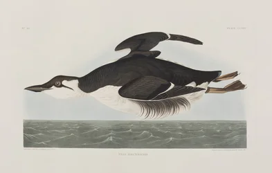 Birds of America」のイラスト