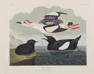 Birds of America」のイラスト