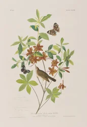 Birds of America」のイラスト