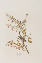 Birds of America」のイラスト