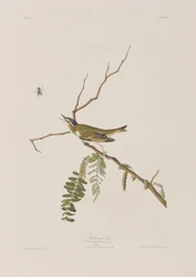 Birds of America」のイラスト