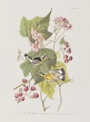 Birds of America」のイラスト