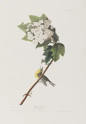 Birds of America」のイラスト