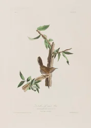 Birds of America」のイラスト