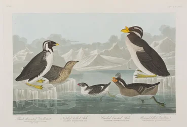 Birds of America」のイラスト
