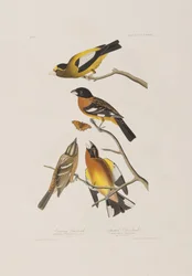 Birds of America」のイラスト