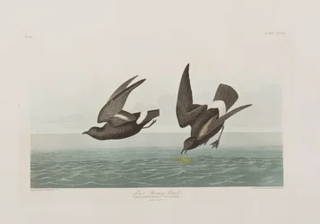 Birds of America」のイラスト