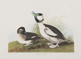 Birds of America」のイラスト