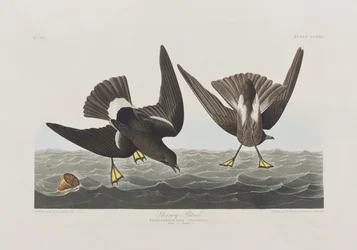 Birds of America」のイラスト