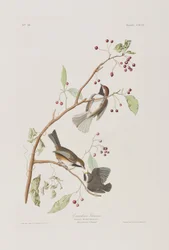 Birds of America」のイラスト