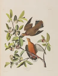 Birds of America」のイラスト