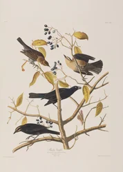 Birds of America」のイラスト